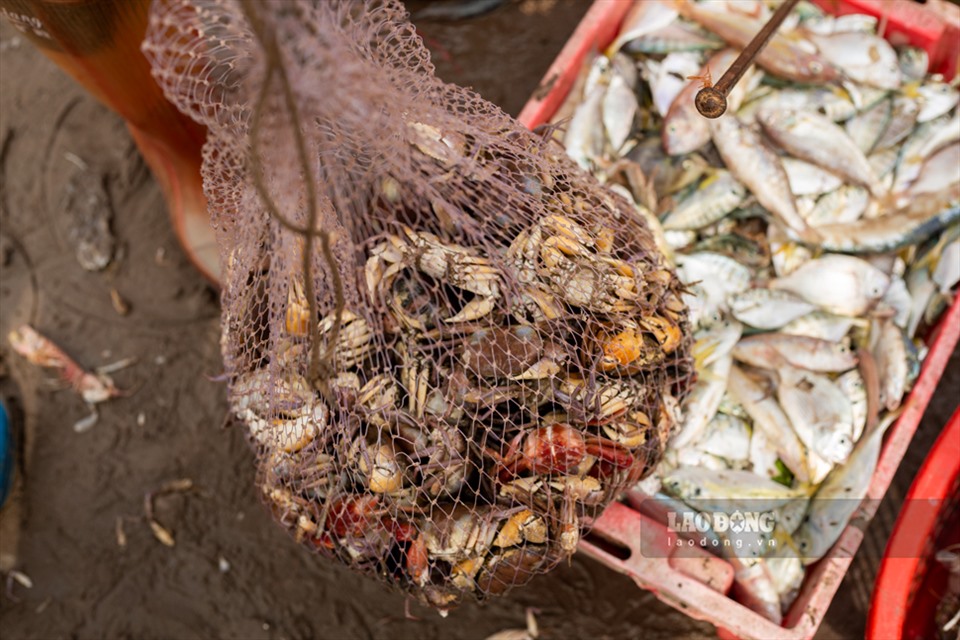 Nằm ngay một khu rừng nổi tiếng, chợ ngay sát biển ở một xã của Nam Định la liệt tôm tươi, cá ngon- Ảnh 7.