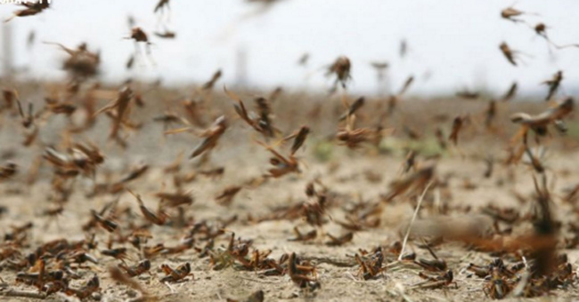 15 loài côn trùng nguy hiểm nhất thế giới: Loài số 1 có thể tàn sát 500.000 con mồi mỗi ngày- Ảnh 6.