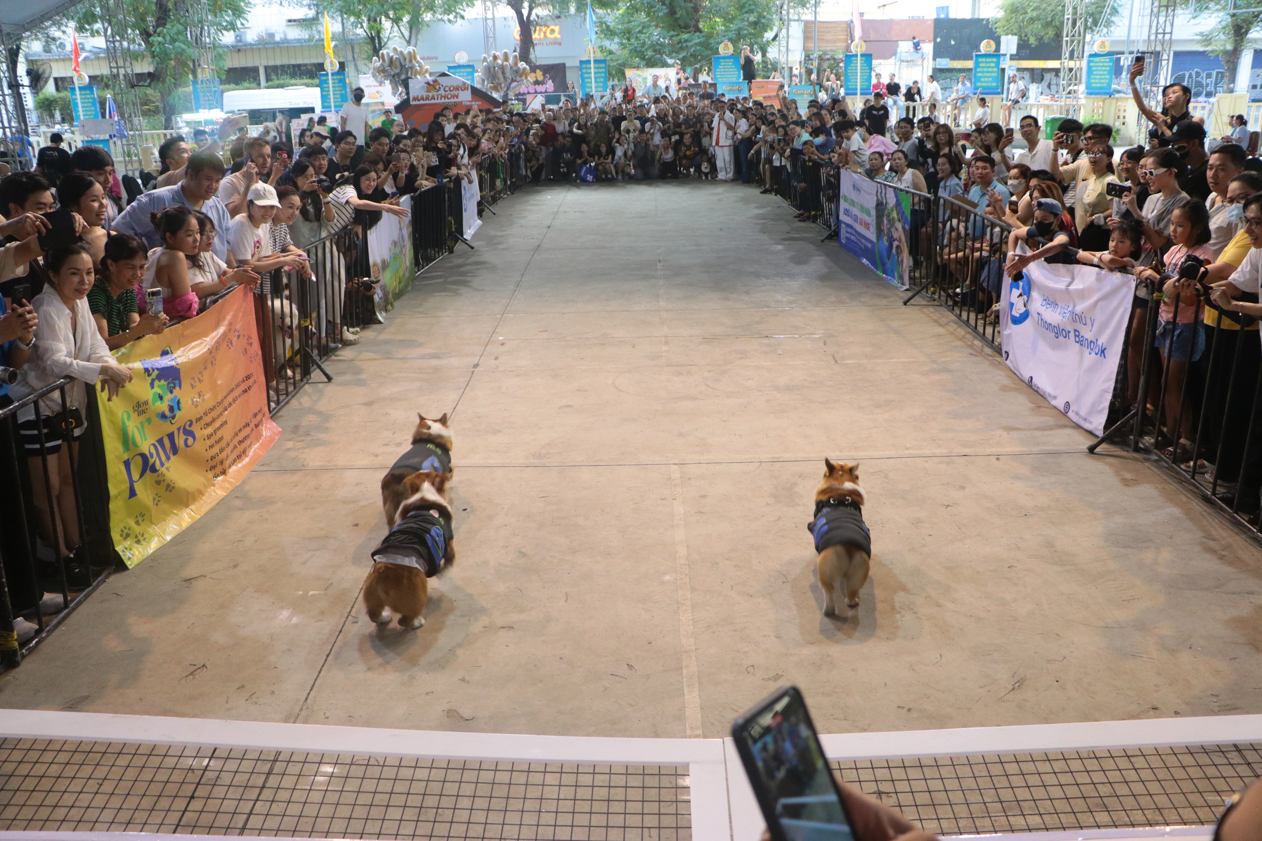 Đưa chó đi tập thể lực, leo cầu thang để thi chạy marathon- Ảnh 5.