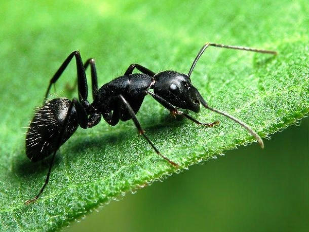 15 loài côn trùng nguy hiểm nhất thế giới: Loài số 1 có thể tàn sát 500.000 con mồi mỗi ngày- Ảnh 15.