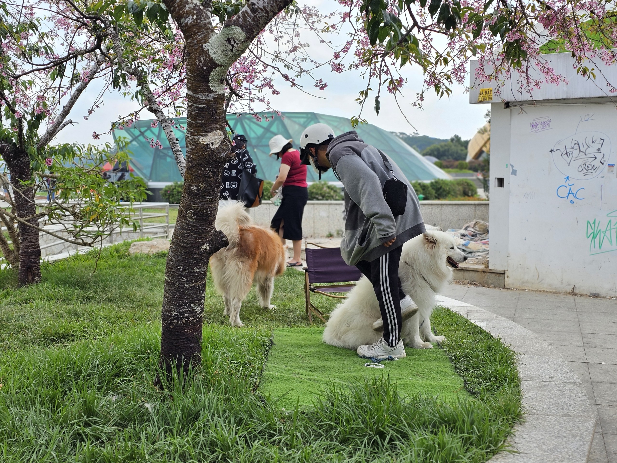 Du khách phản ánh ba thanh niên đưa chó đến "chiếm" gốc mai anh đào hot rần rần tại Đà Lạt- Ảnh 1.