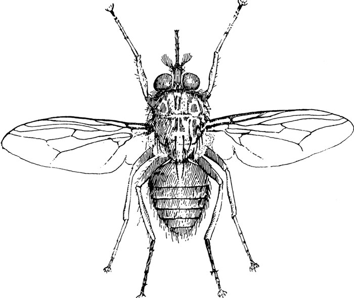 15 loài côn trùng nguy hiểm nhất thế giới: Loài số 1 có thể tàn sát 500.000 con mồi mỗi ngày- Ảnh 11.