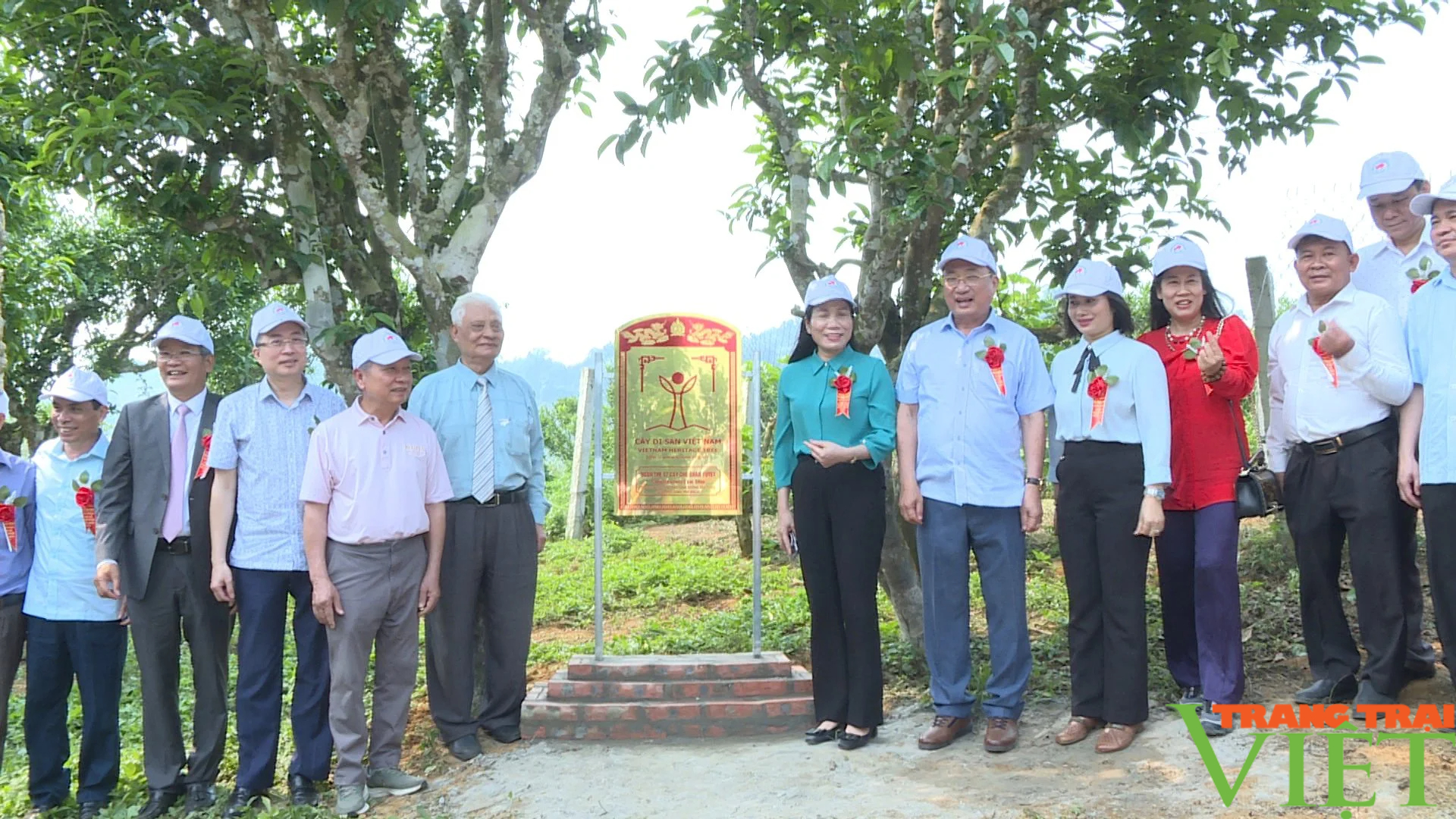 57 cây chè Shan tuyết cổ thụ tại Mộc Châu được công nhận Cây di sản Việt Nam - Ảnh 2.