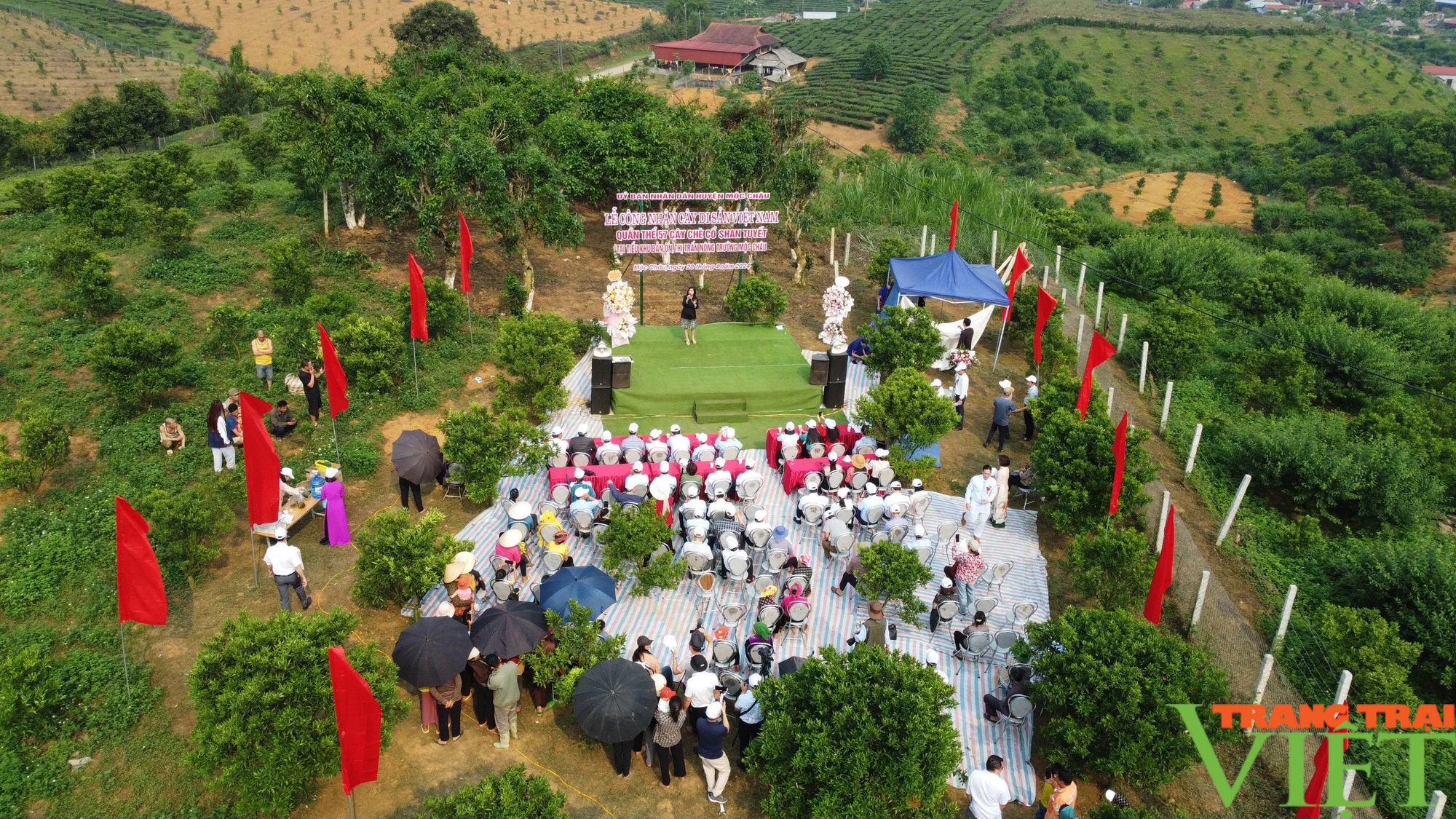 57 cây chè Shan tuyết cổ thụ tại Mộc Châu được công nhận Cây di sản Việt Nam - Ảnh 3.