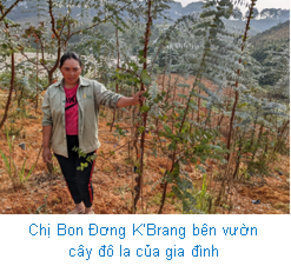Một nông dân Lâm Đồng trồng cây mới lạ có tên là cây đô la, hóa ra cắt cành bán đắt tiền- Ảnh 2.