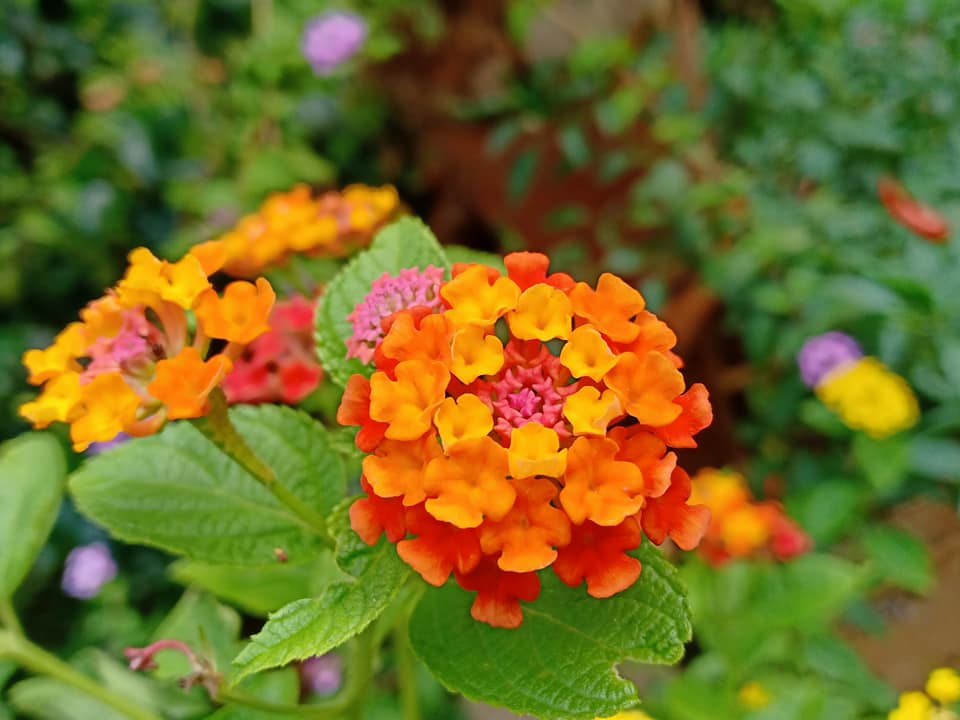 Cách trồng loài thực vật ngoại lai làm cây cảnh đẹp như ý- cây hoa ngũ sắc- Ảnh 2.