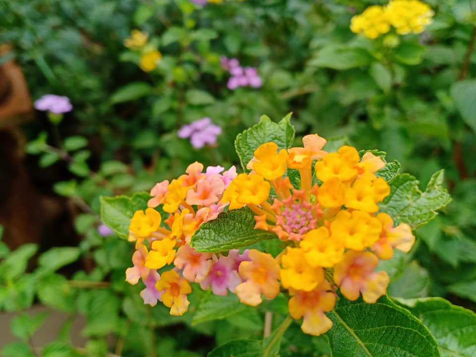 Cách trồng loài thực vật ngoại lai làm cây cảnh đẹp như ý- cây hoa ngũ sắc- Ảnh 3.