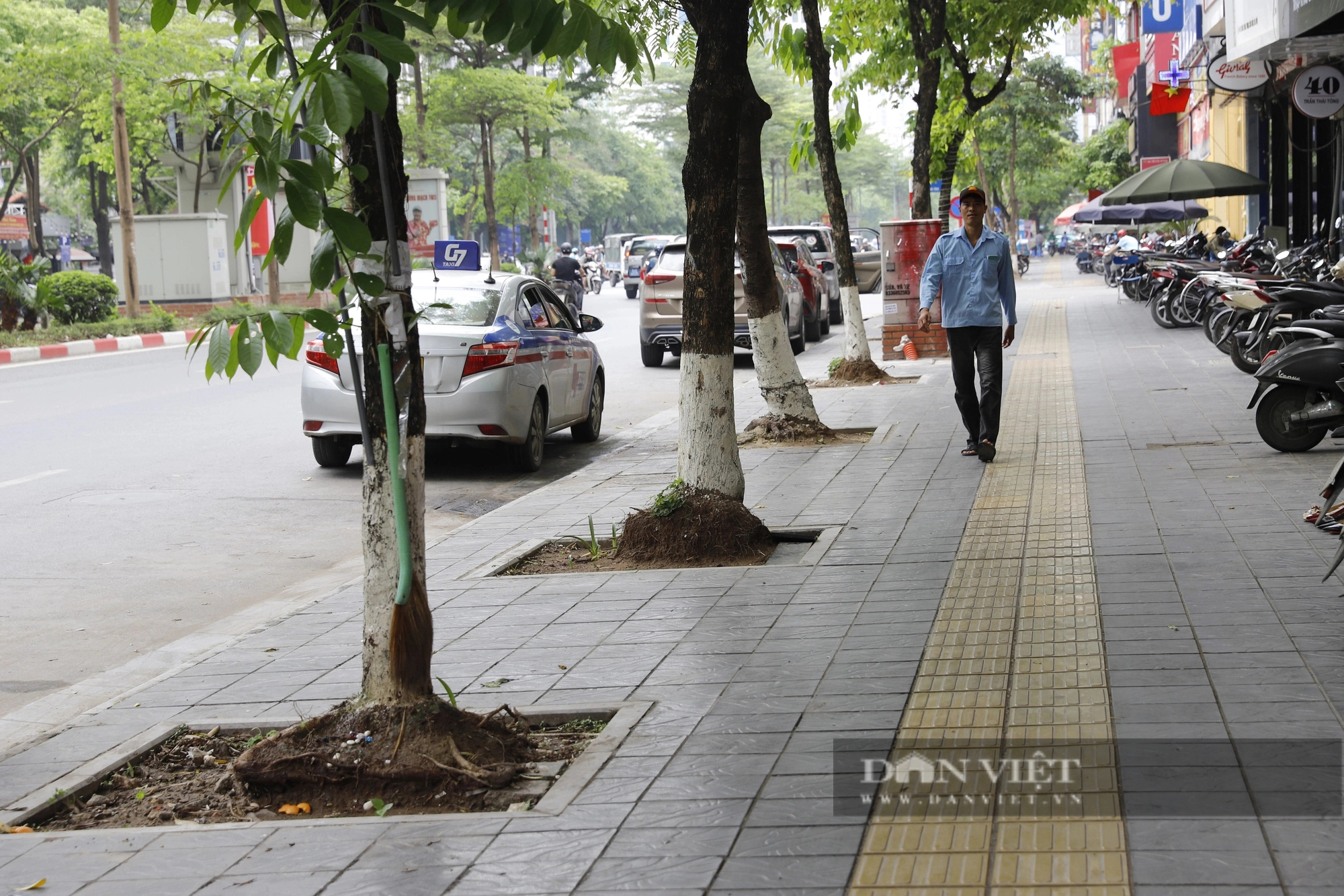 Hàng loạt cây xanh nhô cao rễ sau cải tạo vỉa hè, mùa mưa bão cực kỳ nguy hiểm ở Hà Nội- Ảnh 1.
