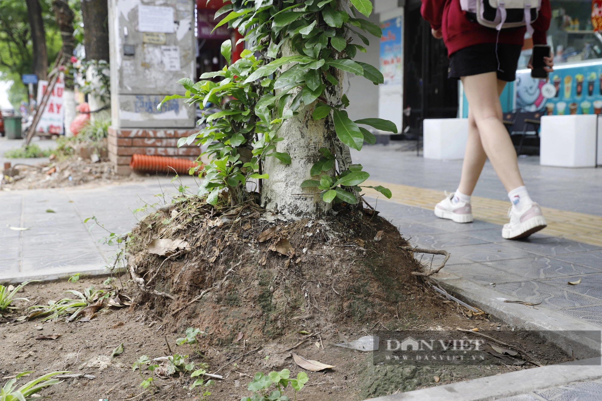 Hàng loạt cây xanh nhô cao rễ sau cải tạo vỉa hè, mùa mưa bão cực kỳ nguy hiểm ở Hà Nội- Ảnh 2.