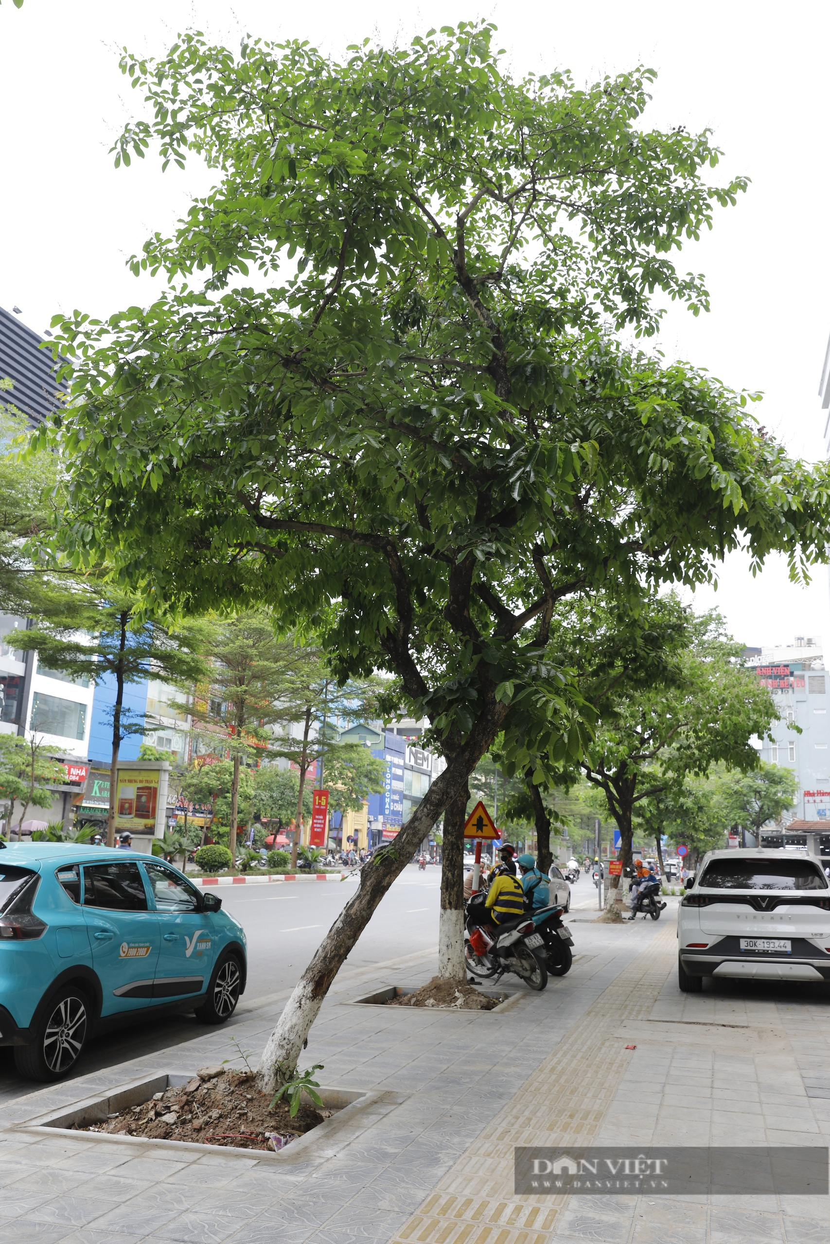 Hàng loạt cây xanh nhô cao rễ sau cải tạo vỉa hè, mùa mưa bão cực kỳ nguy hiểm ở Hà Nội- Ảnh 4.