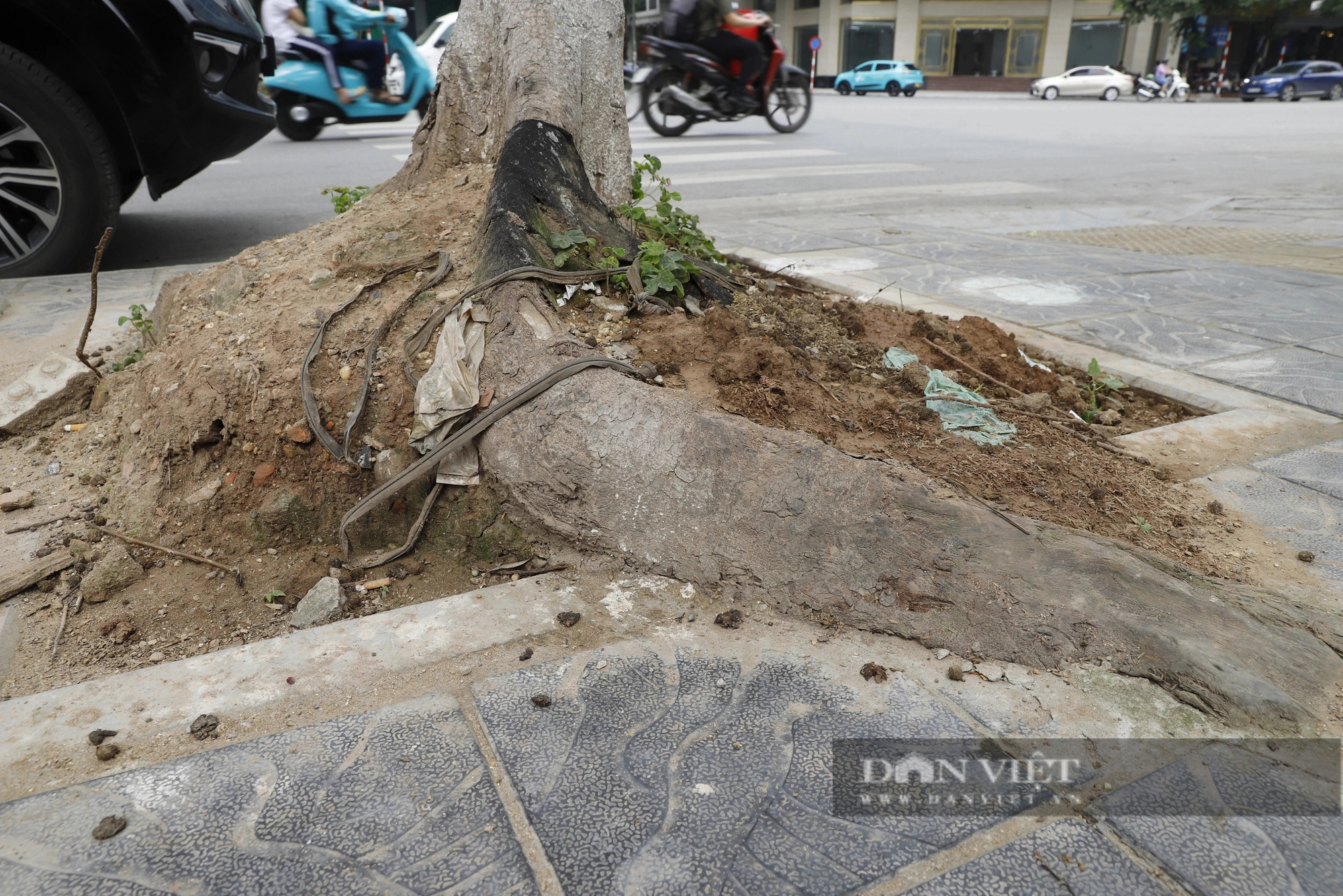 Hàng loạt cây xanh nhô cao rễ sau cải tạo vỉa hè, mùa mưa bão cực kỳ nguy hiểm ở Hà Nội- Ảnh 5.