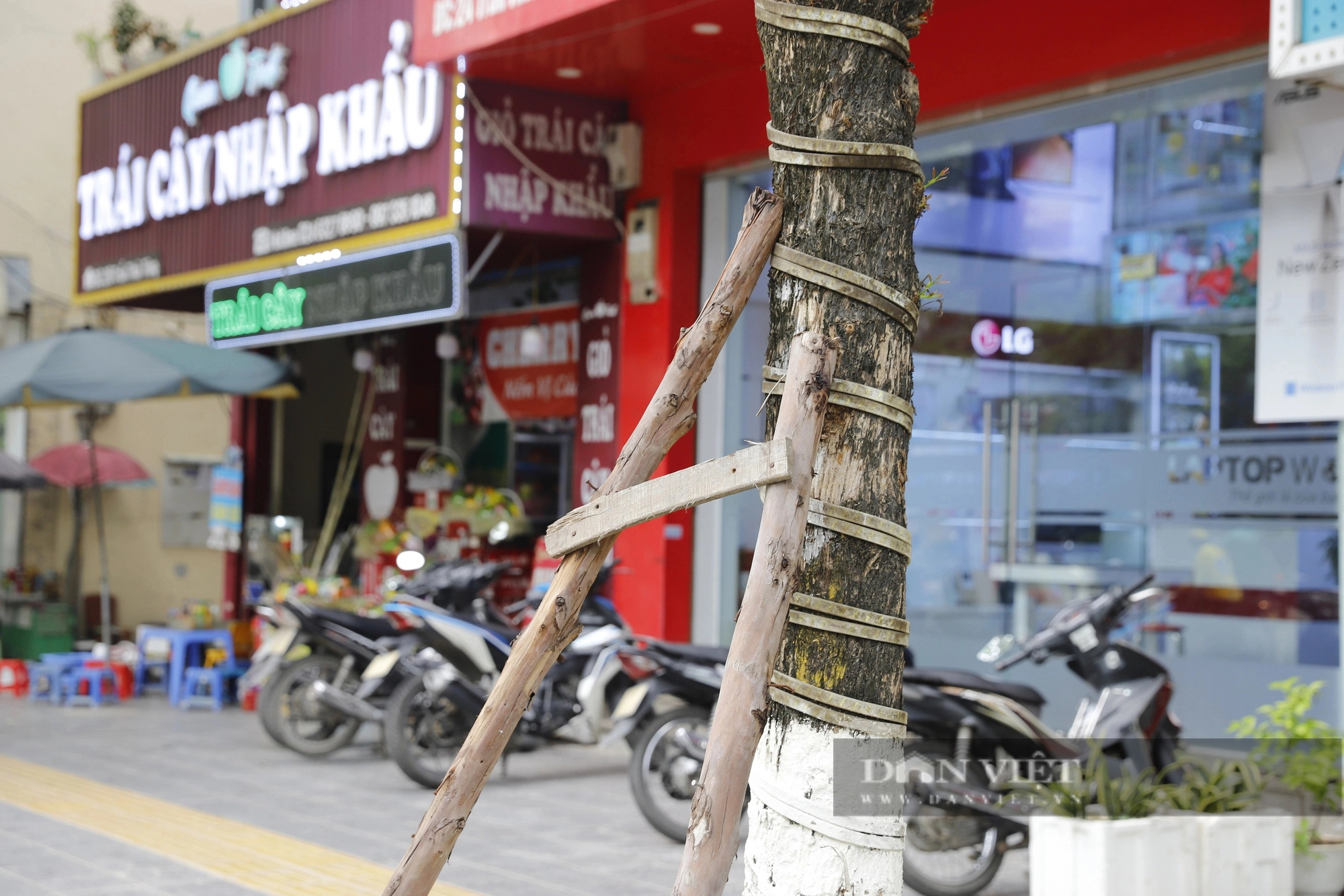 Hàng loạt cây xanh nhô cao rễ sau cải tạo vỉa hè, mùa mưa bão cực kỳ nguy hiểm ở Hà Nội- Ảnh 9.