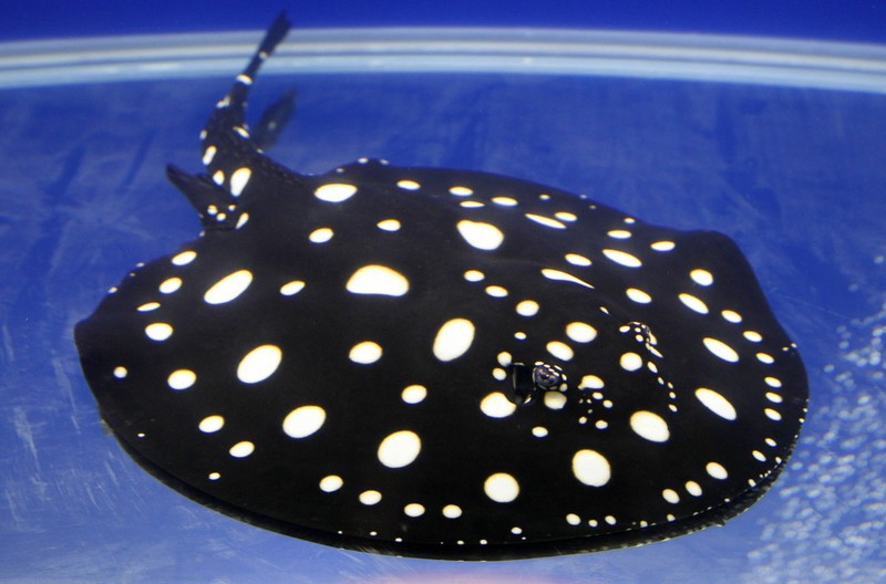 Cá đuối nước ngọt Polka Dot là một trong những loại siêu cá cảnh có giá lên tới 100.000 USD/con (khoảng 2,27 tỷ đồng).