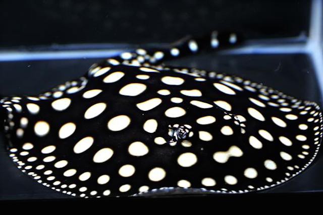 Một chú cá đuối Polka Dot khỏe, đẹp, giống tốt thường được đánh giá căn cứ trên vài đặc điểm sau: 2 mắt giương cao, mắt sáng, có đốm hoa trong mắt, khoảng giữa 2 mắt phẳng nhẵn, đốm viền rõ nét, đuôi thẳng không lộ gai cái.