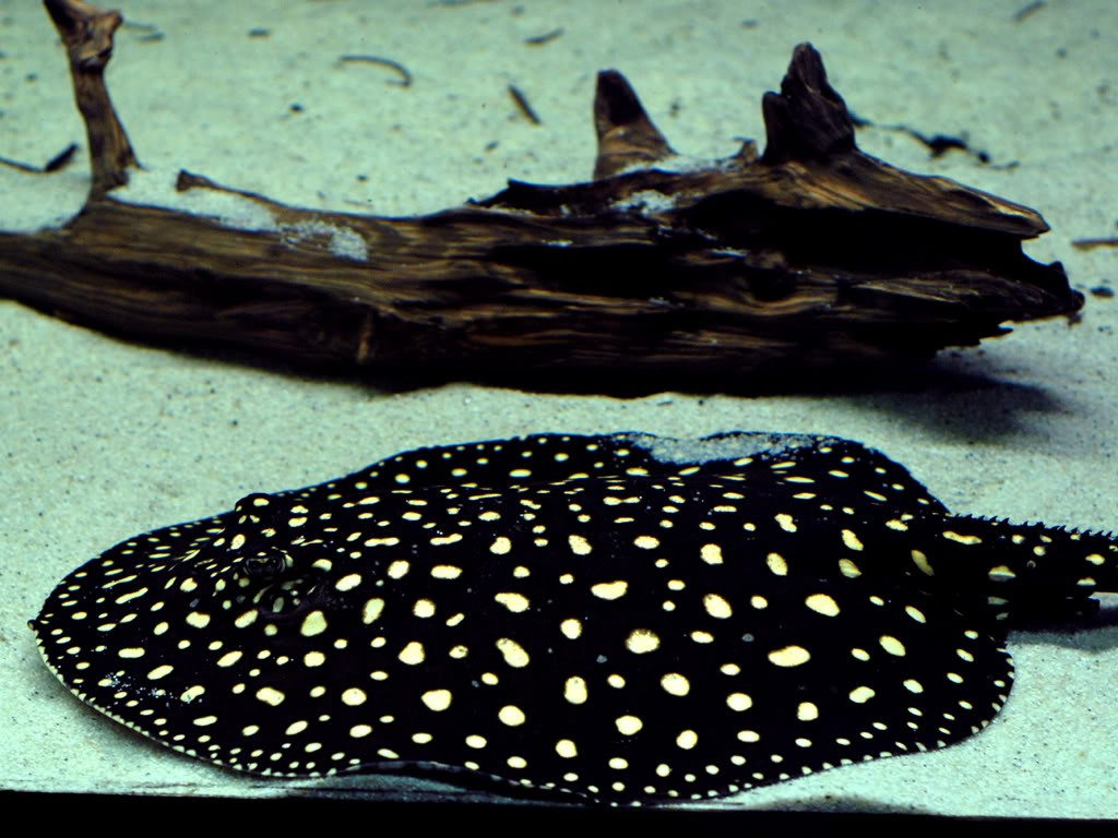 Cá đuối nước ngọt Polka Dot nổi bật hơn với nhiều chấm nhỏ trên cơ thể khiến chúng trông như một cây nấm, rất lạ mắt.