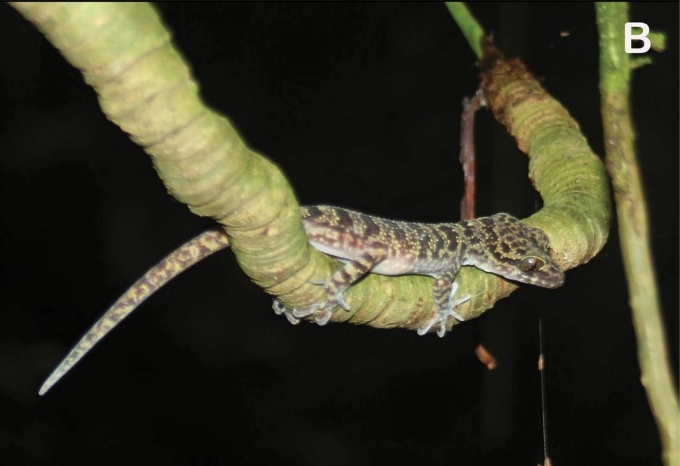 Một loài thằn lằn chân ngón mới vừa được phát hiện ở Lào Cai, thế giới chưa đâu có- Ảnh 2.