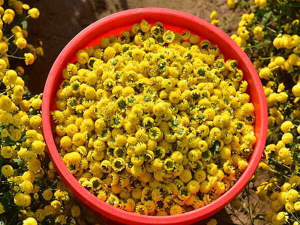Loại hoa nhỏ xíu mọc đầy ở quê, nay lên tầm đặc sản 300.000 đồng/kg- Ảnh 1.