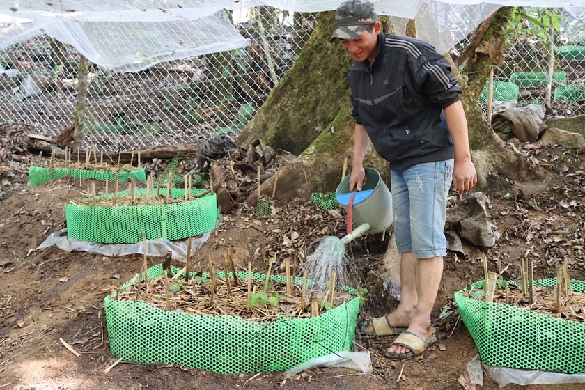 Ở khu rừng nổi tiếng Kon Tum, dân trồng thứ cây gì mà lấy lưới thép B40 rào kín, gùi nước suối lên tưới?- Ảnh 6.