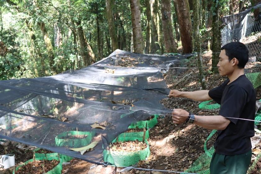 Ở khu rừng nổi tiếng Kon Tum, dân trồng thứ cây gì mà lấy lưới thép B40 rào kín, gùi nước suối lên tưới?- Ảnh 10.
