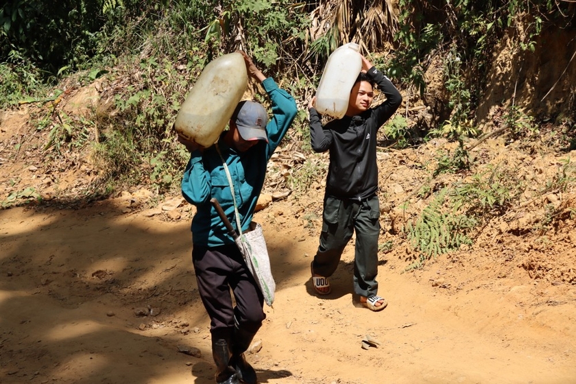 Ở khu rừng nổi tiếng Kon Tum, dân trồng thứ cây gì mà lấy lưới thép B40 rào kín, gùi nước suối lên tưới?- Ảnh 4.