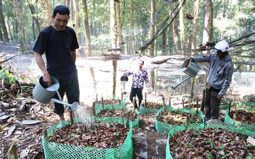 Ở khu rừng nổi tiếng Kon Tum, dân trồng thứ cây gì mà lấy lưới thép B40 rào kín, gùi nước suối lên tưới?
