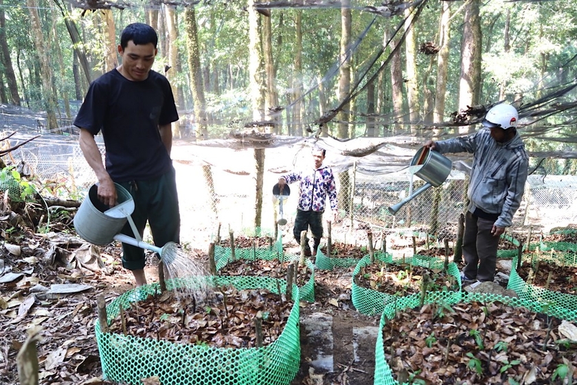 Ở khu rừng nổi tiếng Kon Tum, dân trồng thứ cây gì mà lấy lưới thép B40 rào kín, gùi nước suối lên tưới?- Ảnh 7.