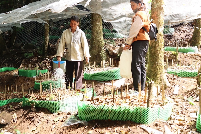 Ở khu rừng nổi tiếng Kon Tum, dân trồng thứ cây gì mà lấy lưới thép B40 rào kín, gùi nước suối lên tưới?- Ảnh 5.