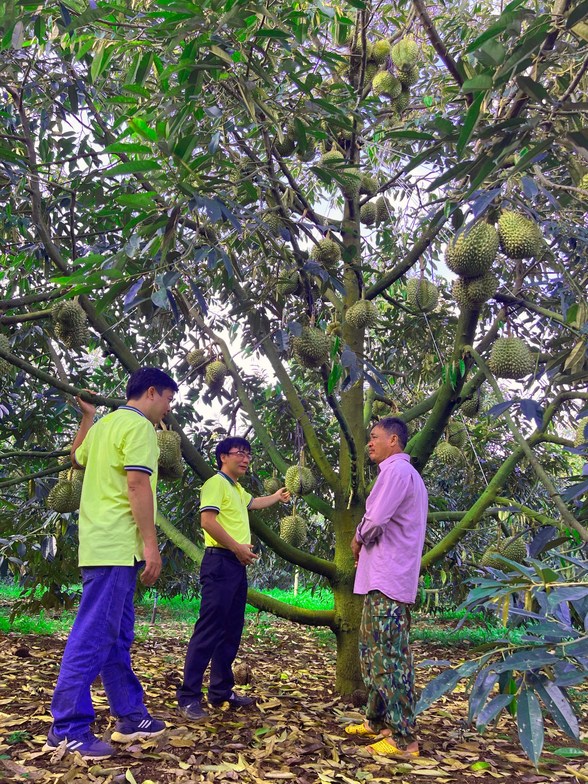 NPK Cà Mau công nghệ polyphosphate mang lại hiệu quả sâu, bền vững cho cây sầu riêng Tây Nguyên- Ảnh 4.