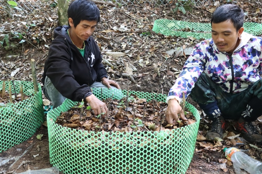 Ở khu rừng nổi tiếng Kon Tum, dân trồng thứ cây gì mà lấy lưới thép B40 rào kín, gùi nước suối lên tưới?- Ảnh 11.