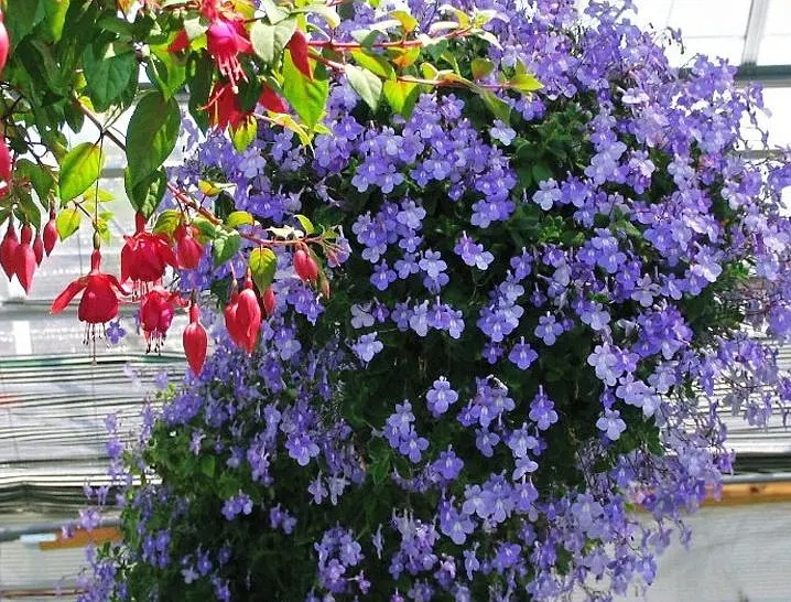 Cây cảnh hoa xanh biếc nở 365 ngày, trồng trong nhà ngắm 