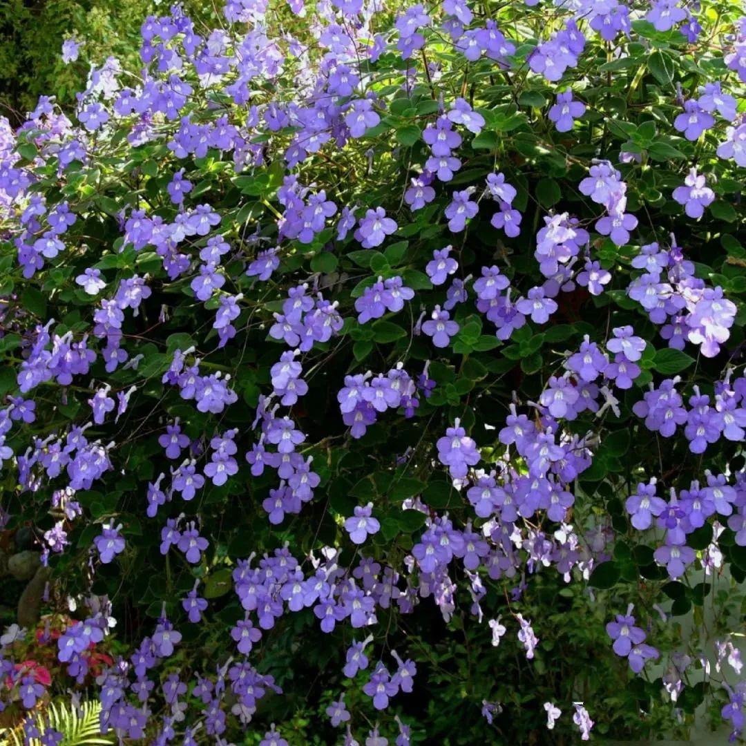 Cây cảnh hoa xanh biếc nở 365 ngày, trồng trong nhà ngắm 