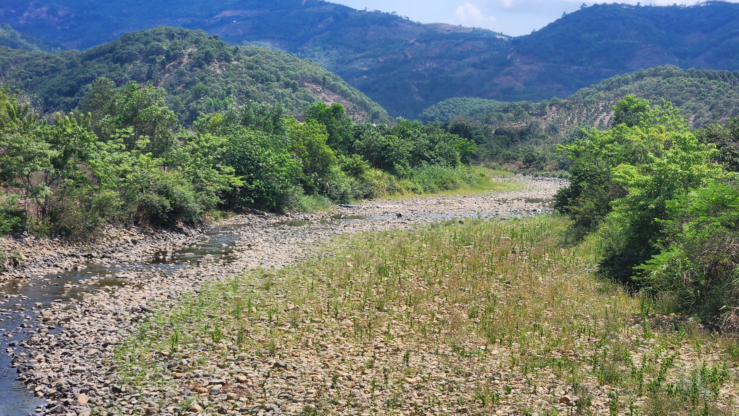 Khát nước, "cây tiền tỷ" ở thủ phủ sầu riêng của Lâm Đồng khô lá, trái non rụng lộp độp- Ảnh 4.