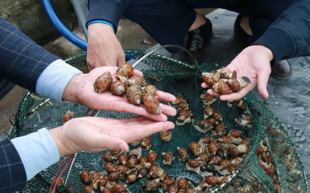Ở vùng ven biển Nam Định, dân nuôi con ốc đặc sản này, cứ 1ha bắt lên 50 tấn, bán 250.000-350.000 đồng/kg
