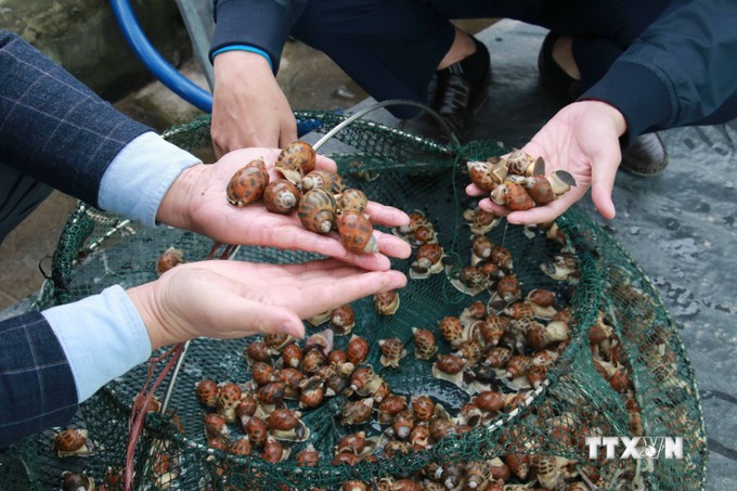 Ở vùng ven biển Nam Định, dân nuôi con ốc đặc sản này, cứ 1ha bắt lên 50 tấn, bán 250.000-350.000 đồng/kg- Ảnh 2.