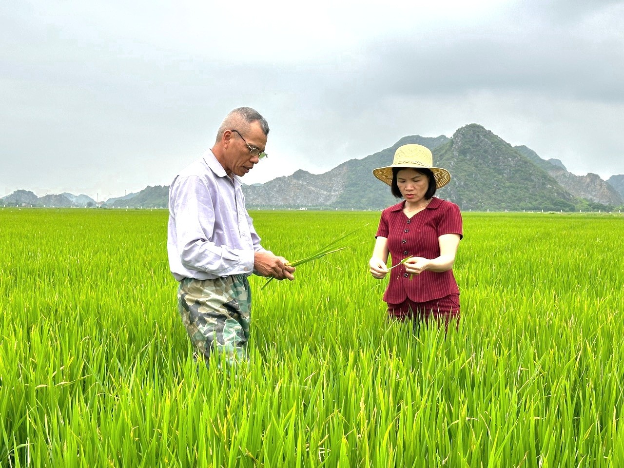 Các con động vật có hại, nấm độc đang gây hại hơn 9.580ha lúa Đông xuân ở Ninh Bình- Ảnh 1.