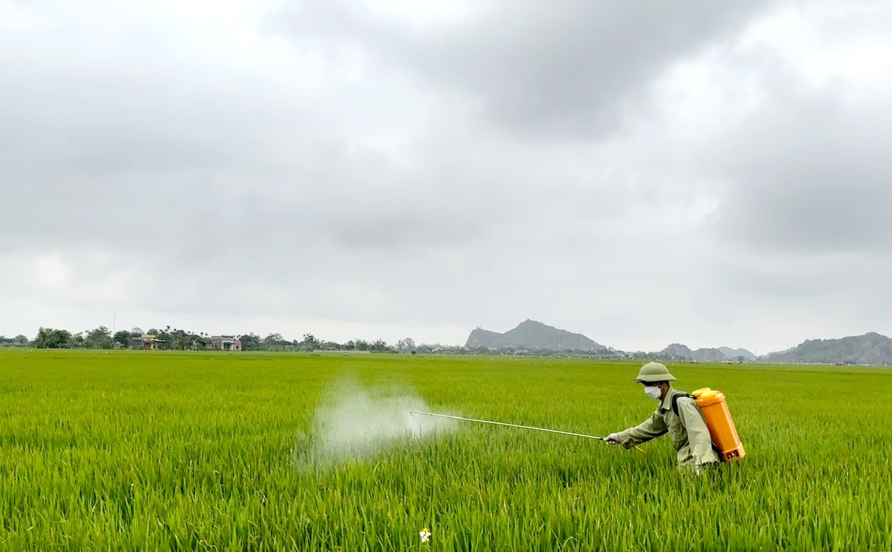 Các con động vật có hại, nấm độc đang gây hại hơn 9.580ha lúa Đông xuân ở Ninh Bình- Ảnh 3.