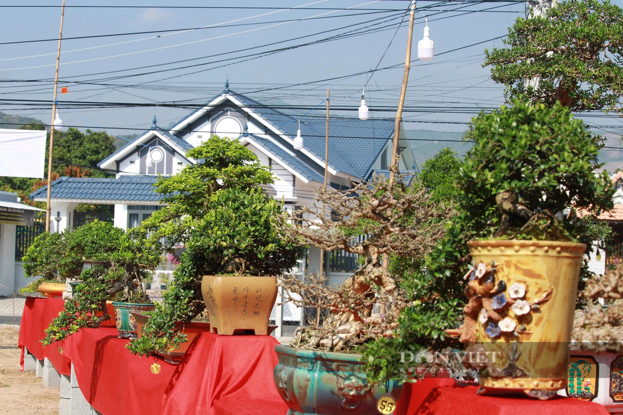 Hàng chục cây cảnh bonsai dáng độc, thế lạ so tài ở Khánh Hòa, dân đi xem trầm trồ- Ảnh 4.