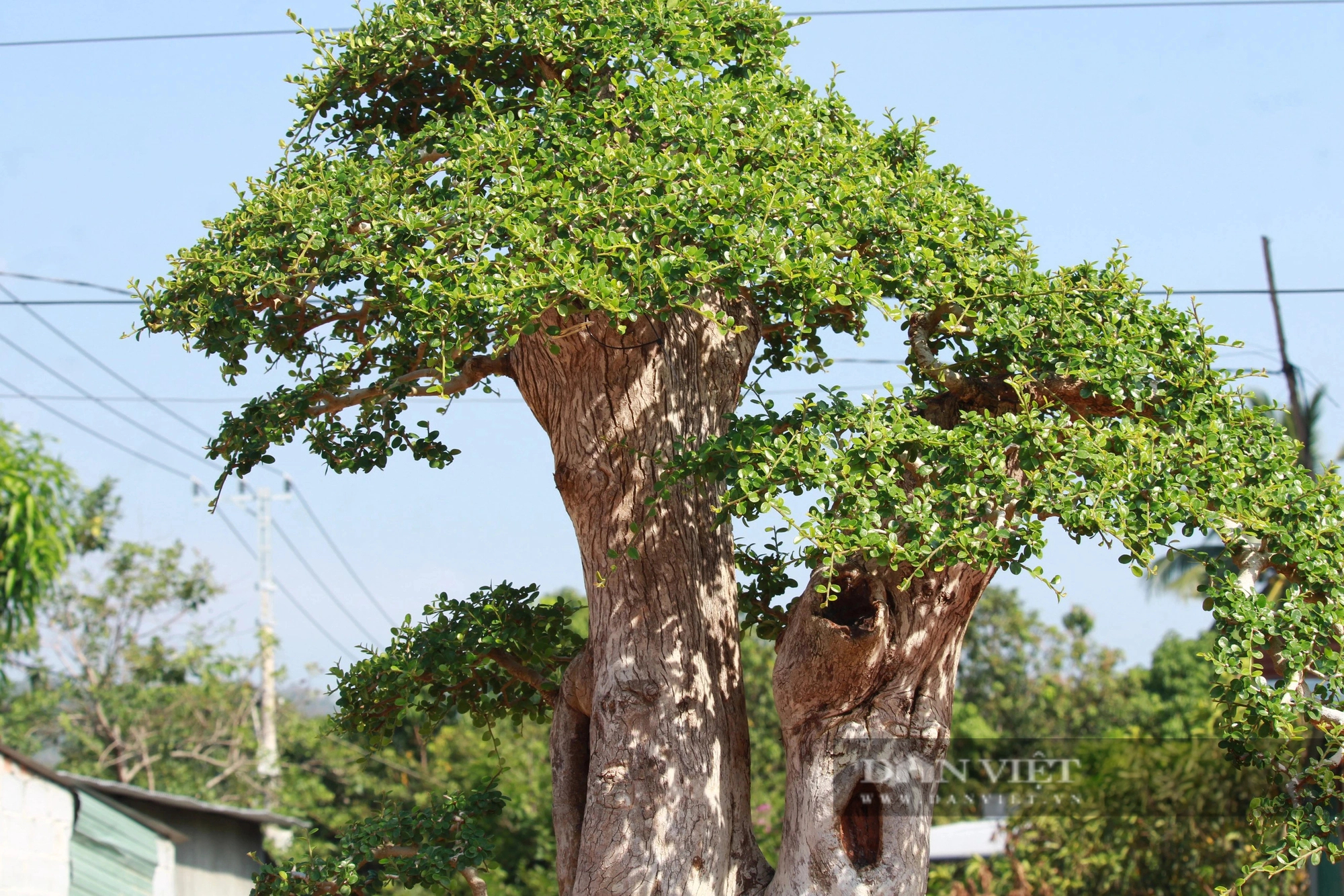 Hàng chục cây cảnh bonsai dáng độc, thế lạ so tài ở Khánh Hòa, dân đi xem trầm trồ- Ảnh 5.