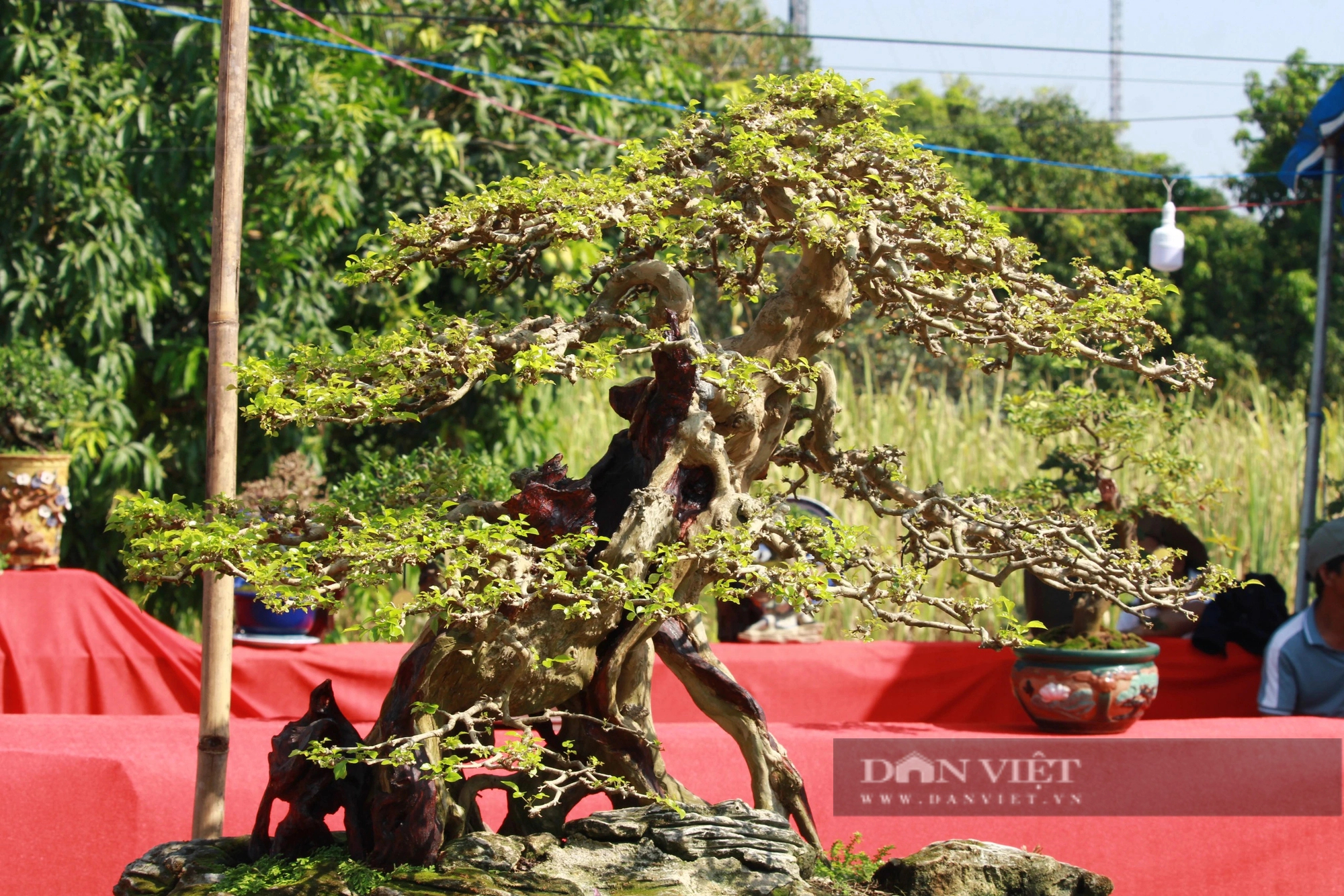 Hàng chục cây cảnh bonsai dáng độc, thế lạ so tài ở Khánh Hòa, dân đi xem trầm trồ- Ảnh 7.