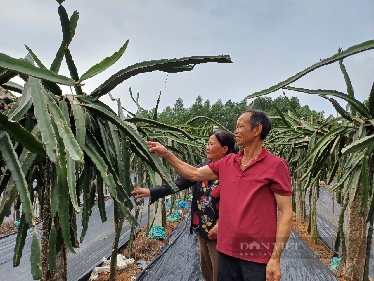 Rời phố thị về mua đất trồng bạt ngàn cây ăn quả, vợ chồng lão nông Thái Nguyên "hái" bội tiền bên dòng sông Công- Ảnh 1.