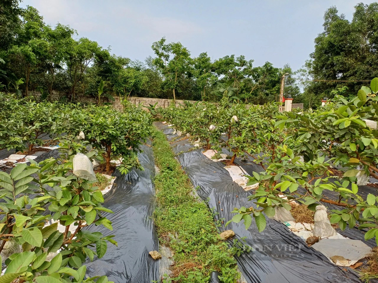 Rời phố thị về mua đất trồng bạt ngàn cây ăn quả, vợ chồng lão nông Thái Nguyên "hái" bội tiền bên dòng sông Công- Ảnh 3.
