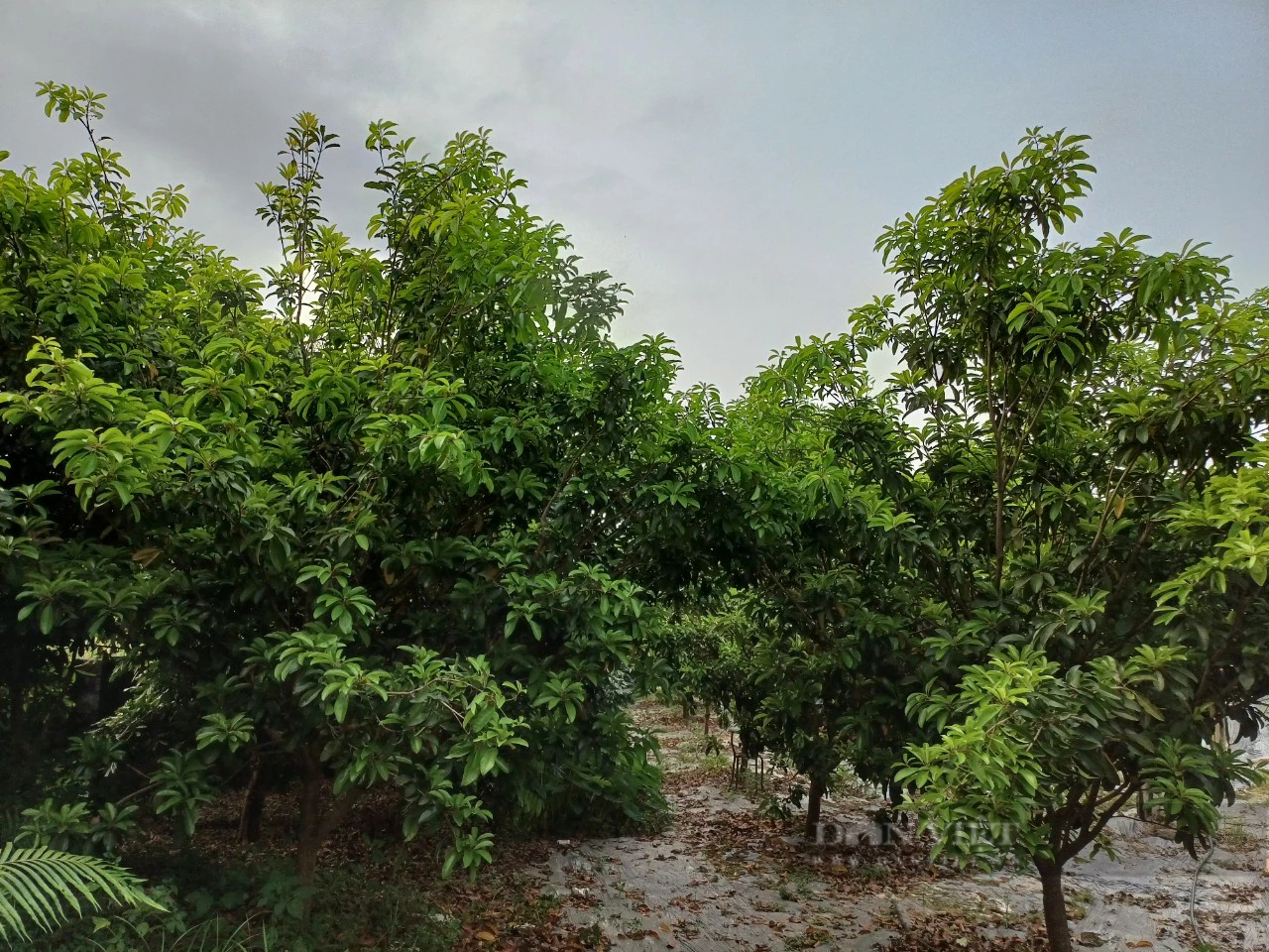 Rời phố thị về mua đất trồng bạt ngàn cây ăn quả, vợ chồng lão nông Thái Nguyên "hái" bội tiền bên dòng sông Công- Ảnh 5.