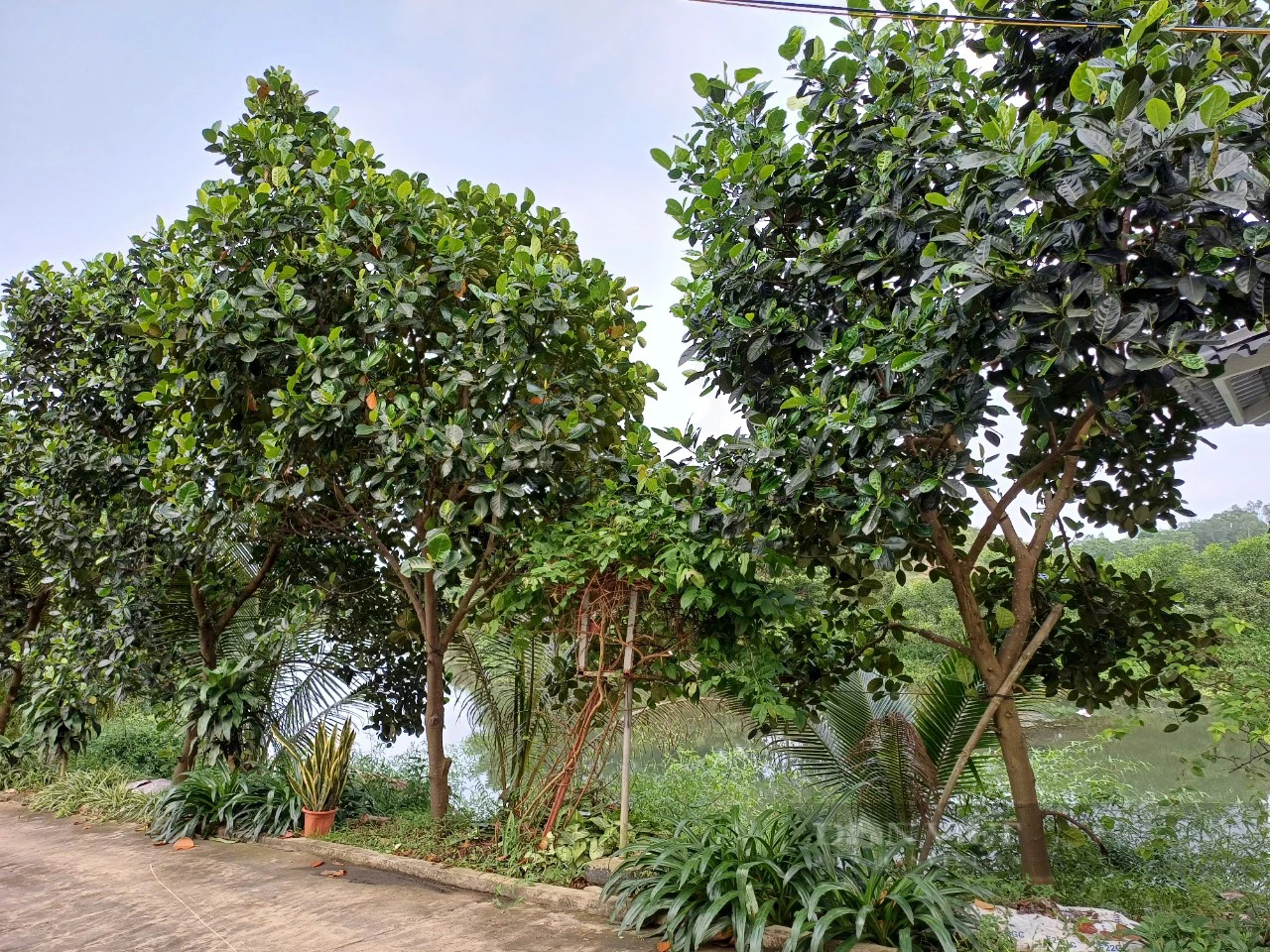 Rời phố thị về mua đất trồng bạt ngàn cây ăn quả, vợ chồng lão nông Thái Nguyên "hái" bội tiền bên dòng sông Công- Ảnh 7.