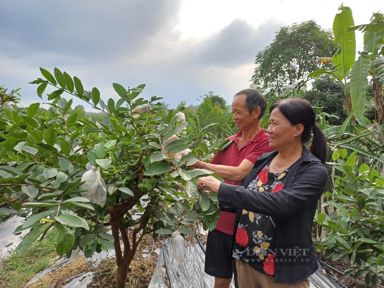 Rời phố thị về mua đất trồng bạt ngàn cây ăn quả, vợ chồng lão nông Thái Nguyên "hái" bội tiền bên dòng sông Công- Ảnh 8.