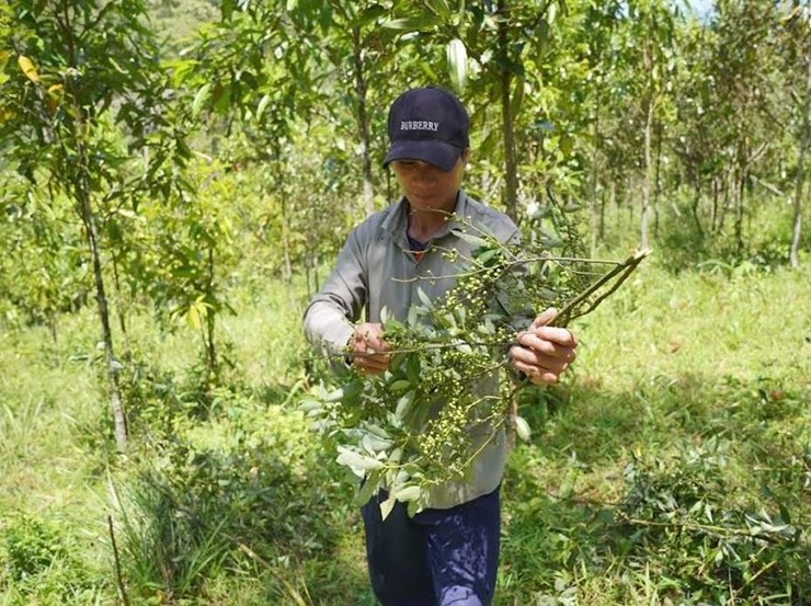 Loại quả "quê mùa" trước không ai ngó nay vào rừng hái về sang tay 300.000 đồng/kg- Ảnh 3.