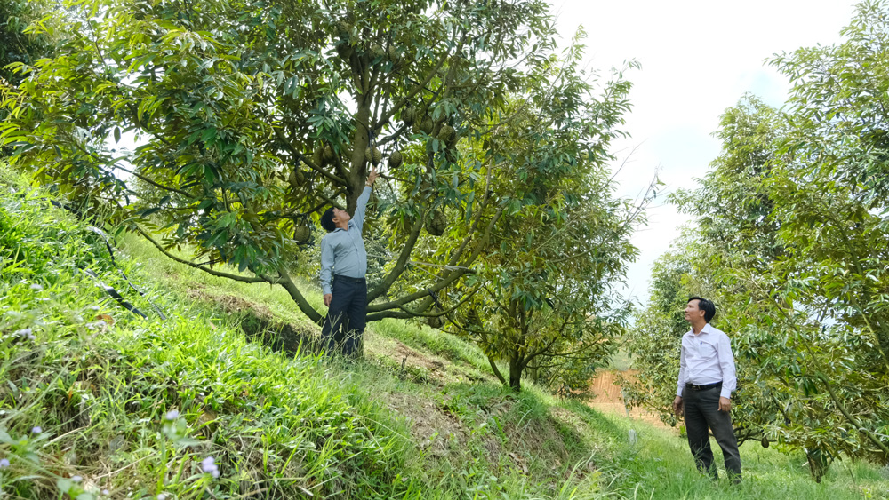 Chăm loại cây "nồi đồng cối đá" chả khá, dân một xã tên là Nam Ninh ở Lâm Đồng trồng sầu riêng lại giàu- Ảnh 1.