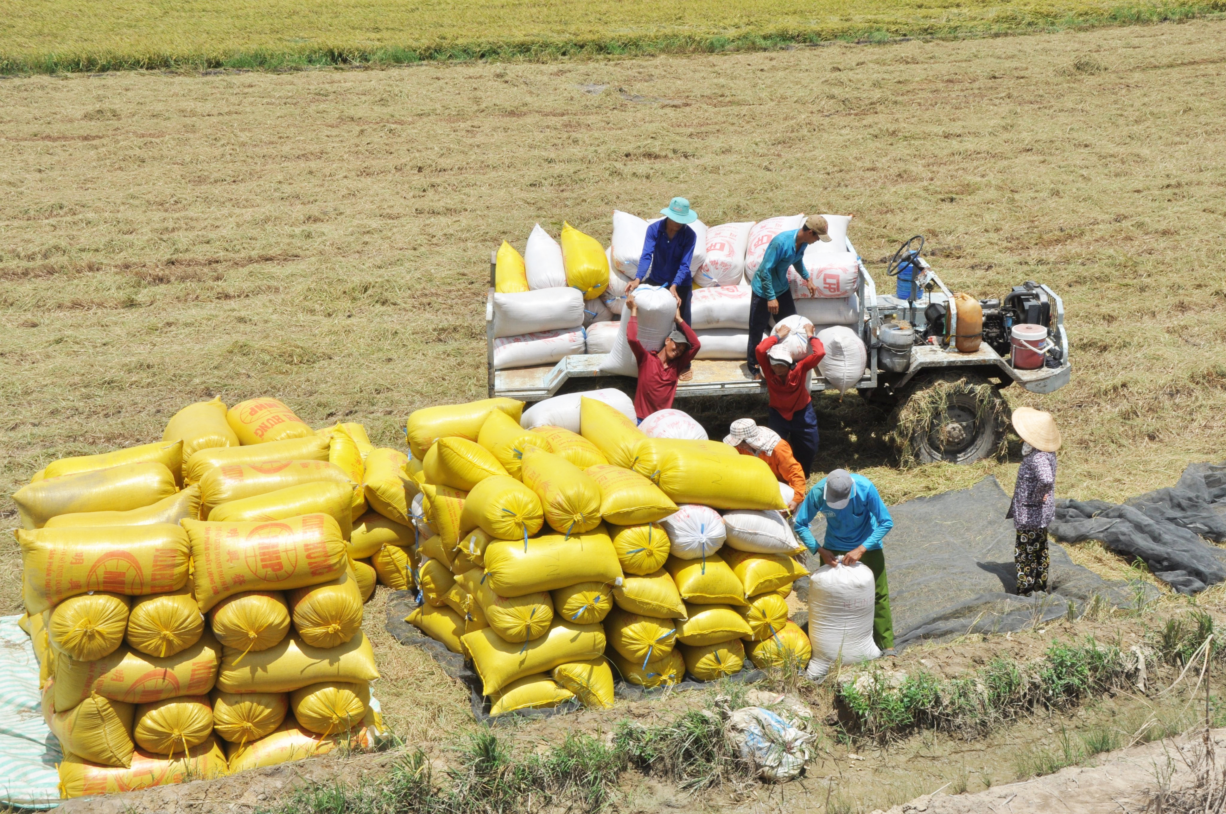 Dự báo thế giới thiếu hụt 7 triệu tấn gạo trong năm 2024, cơ hội lớn cho xuất khẩu gạo của Việt Nam- Ảnh 2.