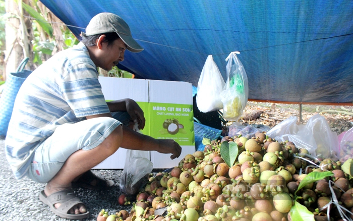 Nông nghiệp đô thị Nam Bình Dương, trong đó có diện tích cây ăn trái đặc sản ở TP.Thuận An đang đối diện nhiều áp lực. Ảnh: Trần Khánh