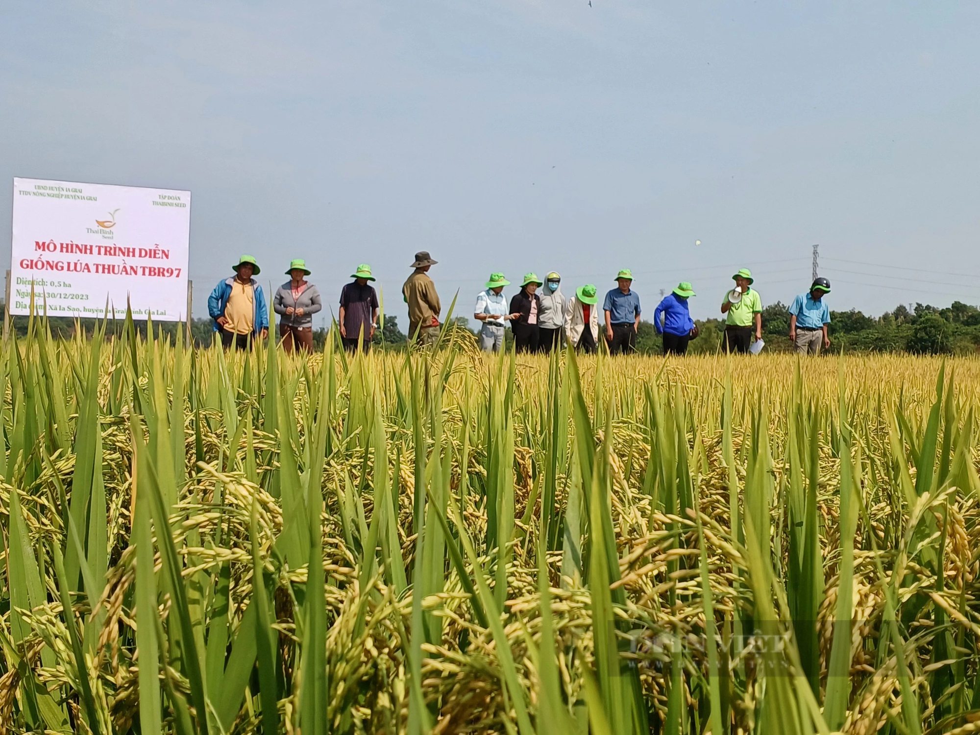 Hai giống lúa của Thaibinh Seed gây bất ngờ ở huyện biên giới của tỉnh Gia Lai- Ảnh 1.