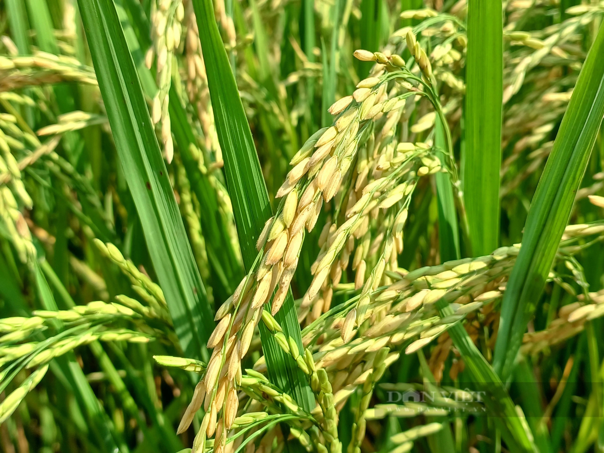 Hai giống lúa của Thaibinh Seed gây bất ngờ ở huyện biên giới của tỉnh Gia Lai- Ảnh 2.
